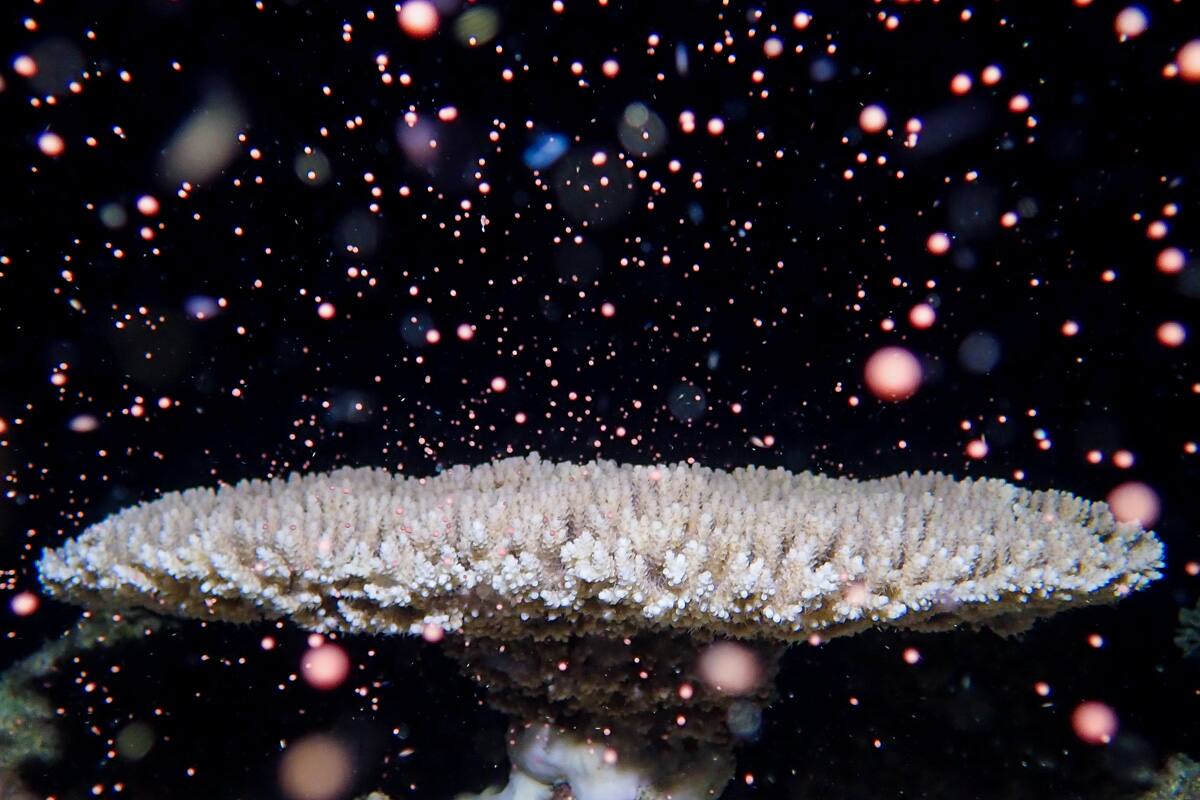 サンゴの産卵ツアー